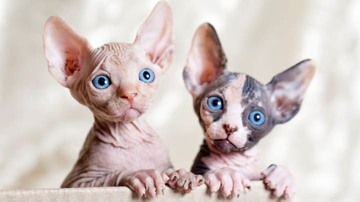 Foto: volwassen kat ras Sphynx