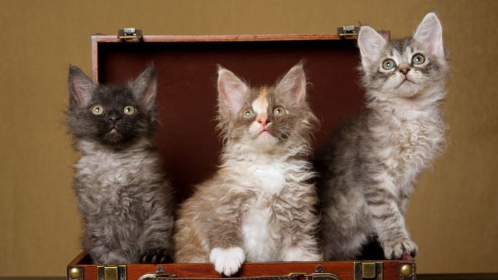 Foto: volwassen kat ras LaPerm