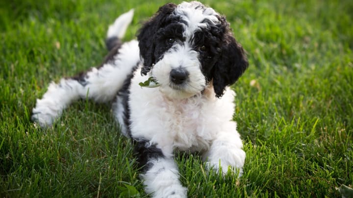 Photo: adult dog of Sheepadoodle breed