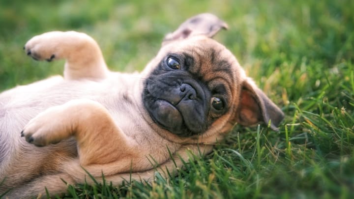 Foto: cane adulto di razza Chug