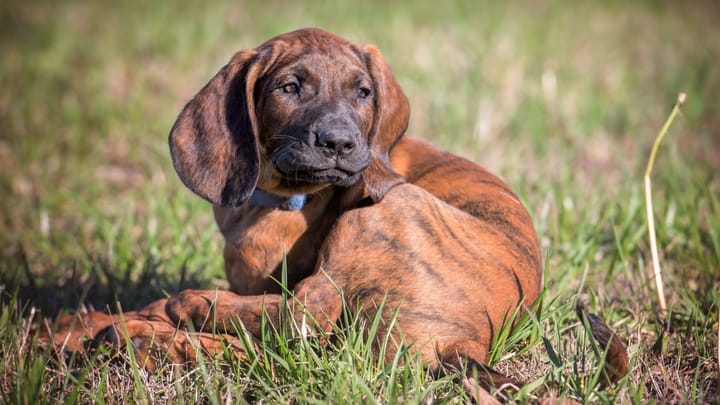 Photo : chien adulte de race Chien rouge de Hanovre