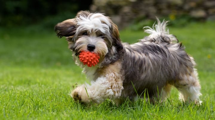 Foto: erwachsener Hund der Rasse Havaneser
