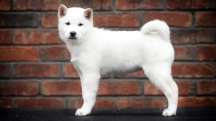 Photo : chien adulte de race Hokkaido Ken