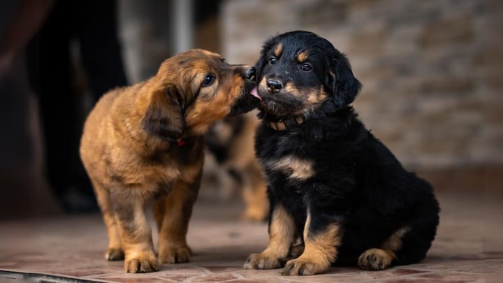 Photo : chien adulte de race Hovawart
