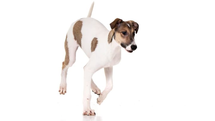Photo : chien adulte de race Lévrier hongrois