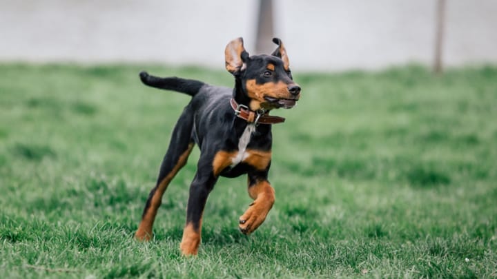 Foto: erwachsener Hund der Rasse Ungarische Bracke