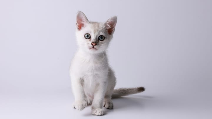 Photo : chat adulte de race Burmilla