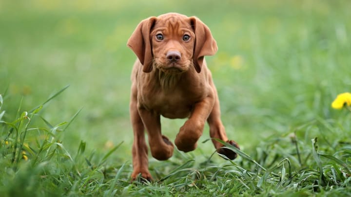 Photo : chien adulte de race Braque hongrois à poil court