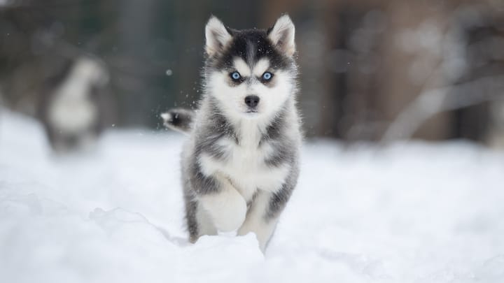 Photo : chien adulte de race Husky de Sibérie