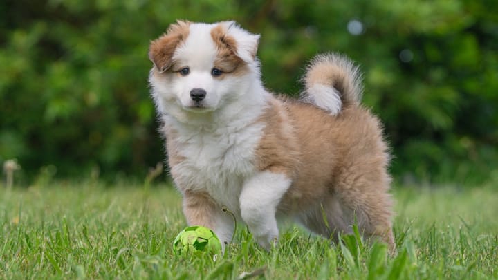 Photo : chien adulte de race Berger d'Islande