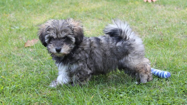 Zdjęcie: dorosły pies rasa Irish Glen of Imaal Terrier
