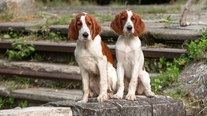 Foto: cane adulto di razza Setter irlandese rosso e bianco