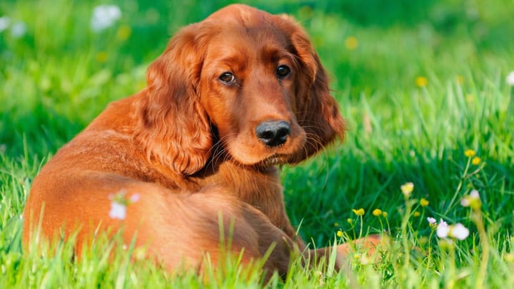 Photo : chien adulte de race Setter irlandais