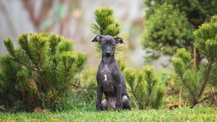 Photo : chien adulte de race Petit Lévrier italien