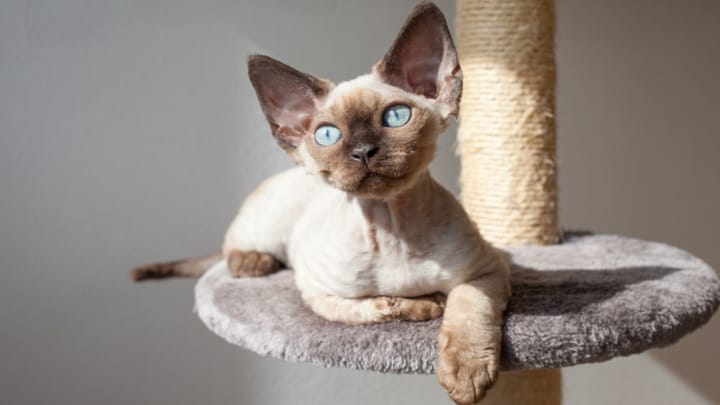 Photo : chat adulte de race Devon Rex