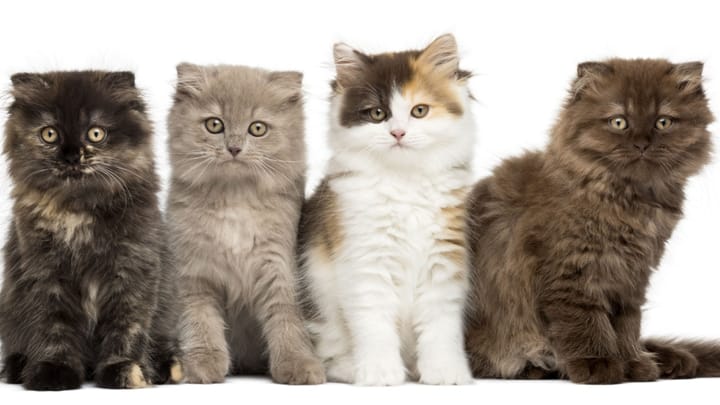 Foto: volwassen kat ras Highland Fold