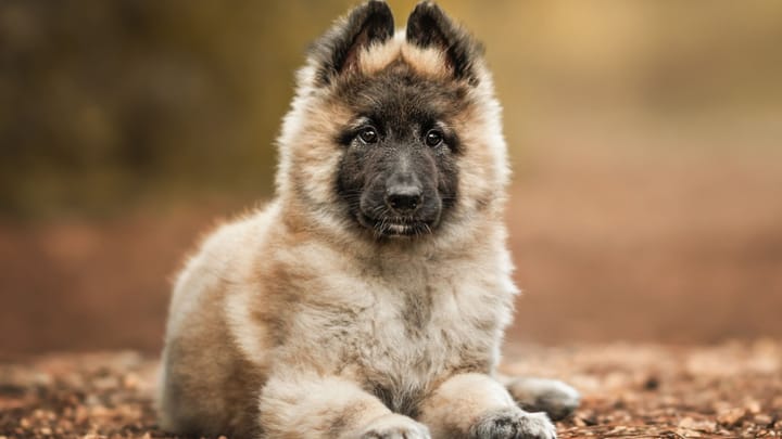 Foto: erwachsener Hund der Rasse Tervueren