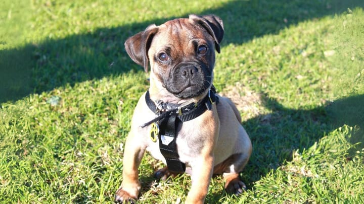 Foto: volwassen hond ras Jug