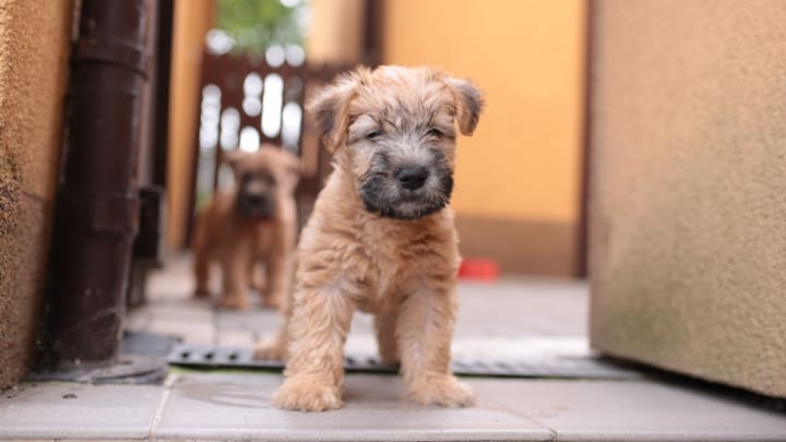 Foto: cane adulto di razza Irish Soft Coated Wheaten Terrier