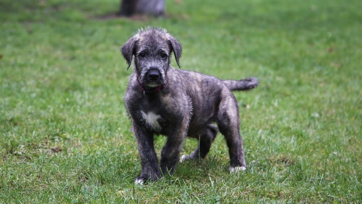 Photo: adult dog of Irish Wolfhound breed