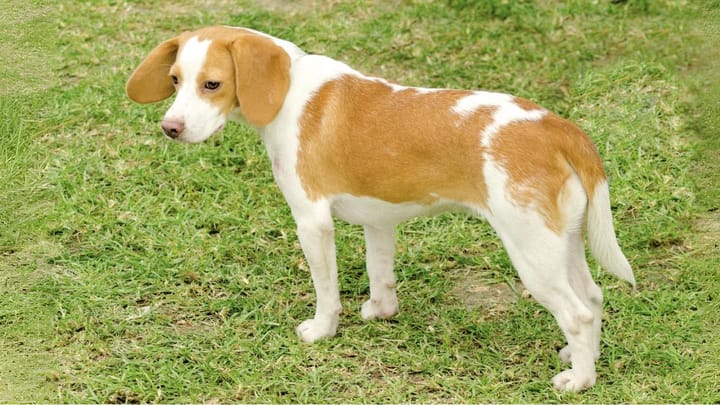 Photo : chien adulte de race Chien courant d'Istrie à poil ras
