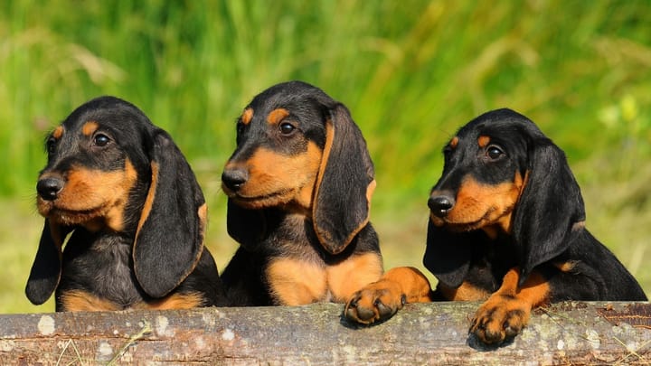 Foto: erwachsener Hund der Rasse Segugio Italiano (Drahthaar)