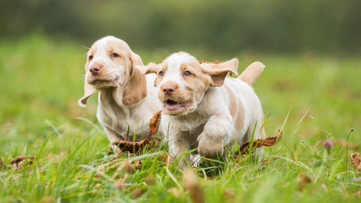 Photo : chien adulte de race Spinone