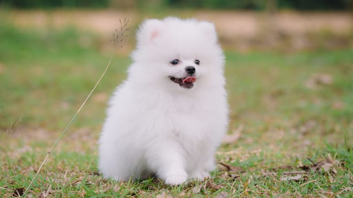 Foto: volwassen hond ras Volpino Italiano