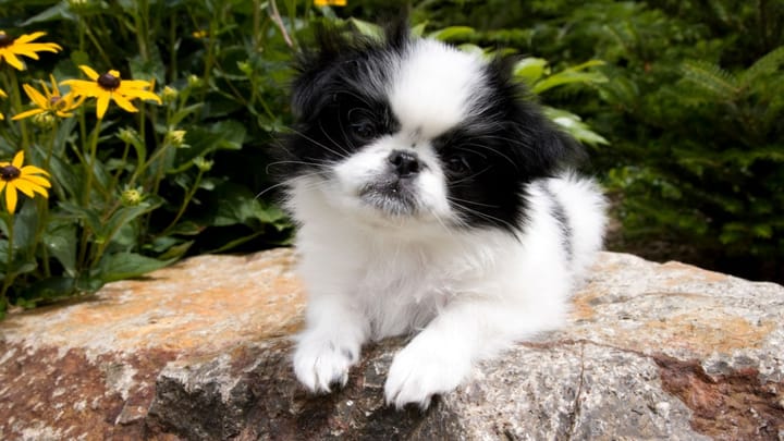 Foto: volwassen hond ras Japanse Chin