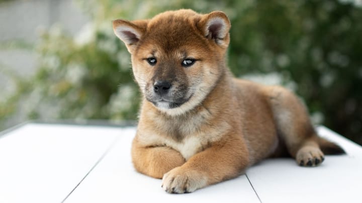 Foto: perro adulto raza Shiba Inu