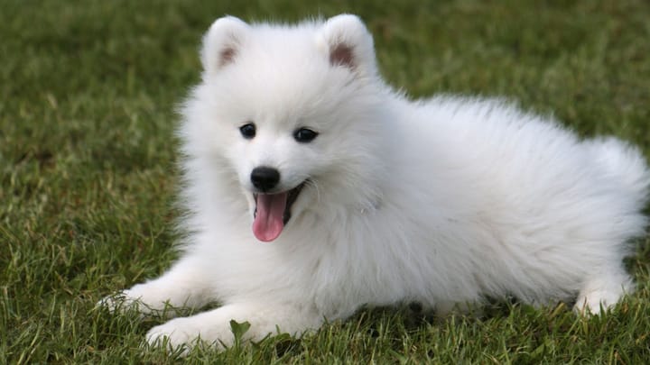 Photo : chien adulte de race Spitz japonais