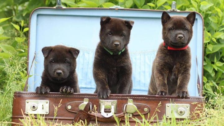 Foto: volwassen hond ras Kai Ken