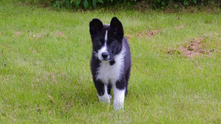 Photo : chien adulte de race Chien d'ours de Carélie