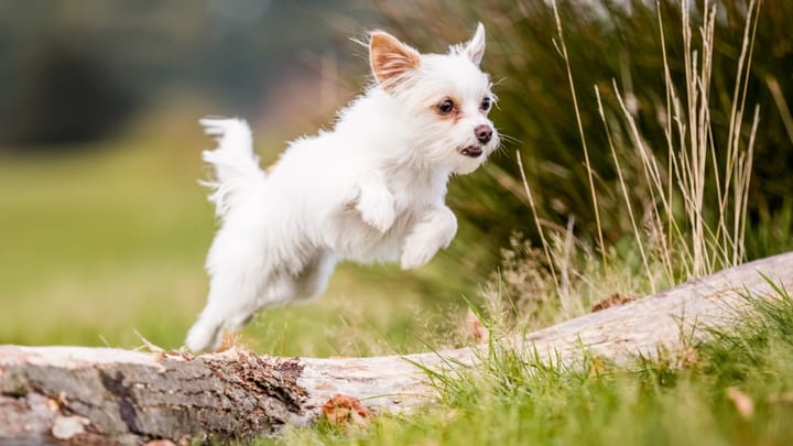 Photo : chien adulte de race Chorkie