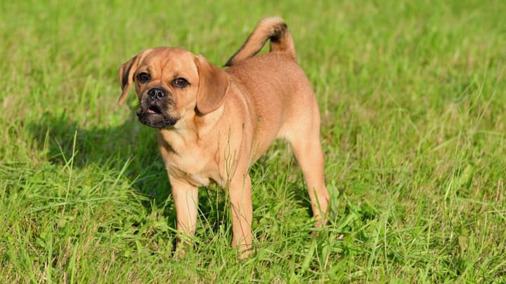 Foto: volwassen hond ras Puggle