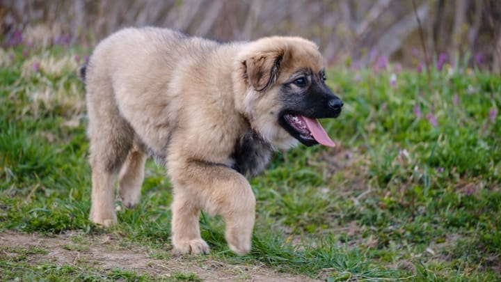 Photo : chien adulte de race Berger du massif du Karst