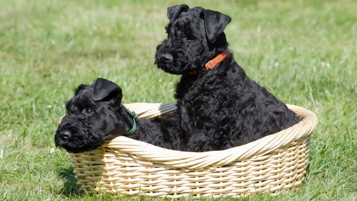 Photo : chien adulte de race Kerry Blue Terrier
