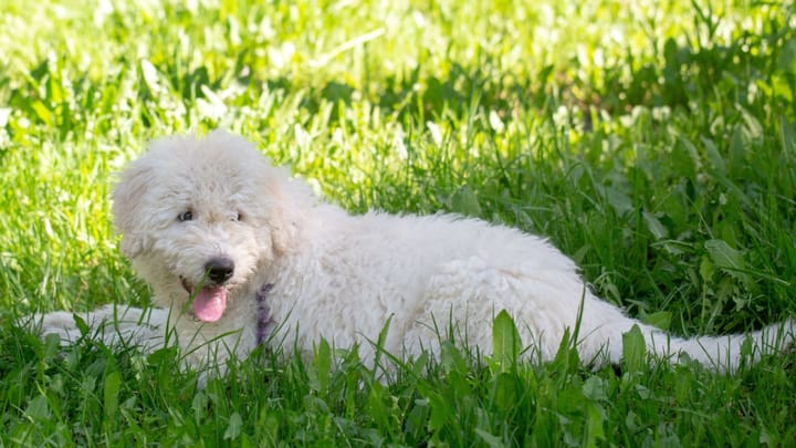 Zdjęcie: dorosły pies rasa Komondor