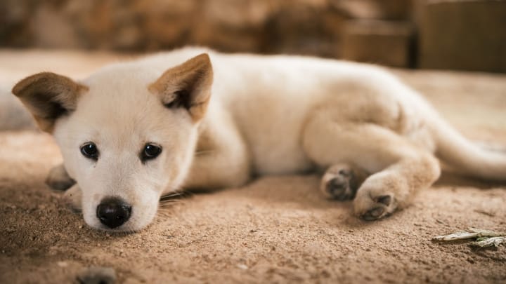 Foto: cane adulto di razza Korea Jingo Dog