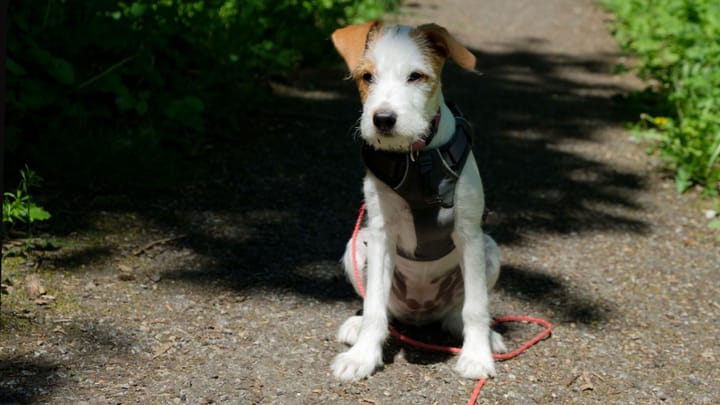 Foto: cane adulto di razza Kromfohrländer
