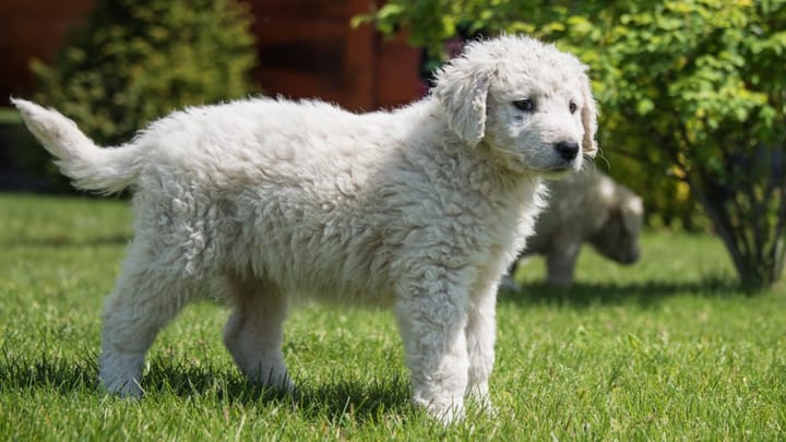 Foto: erwachsener Hund der Rasse Kuvasz