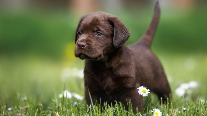 Photo : chien adulte de race Labrador Retriever