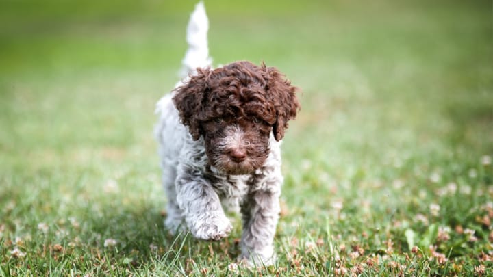 Photo : chien adulte de race Chien d'eau romagnol