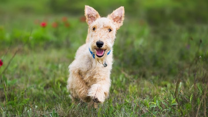 Photo : chien adulte de race Lakeland Terrier