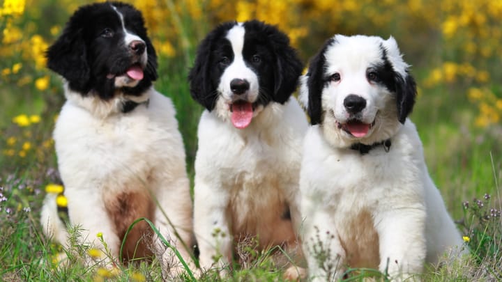 Foto: erwachsener Hund der Rasse Landseer