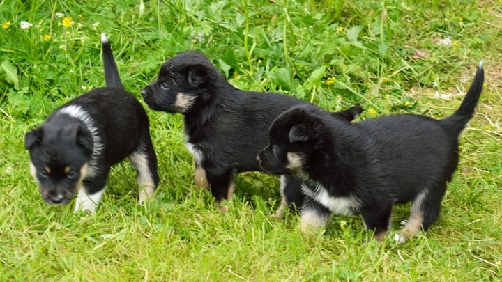Foto: cane adulto di razza Pastore finlandese della Lapponia
