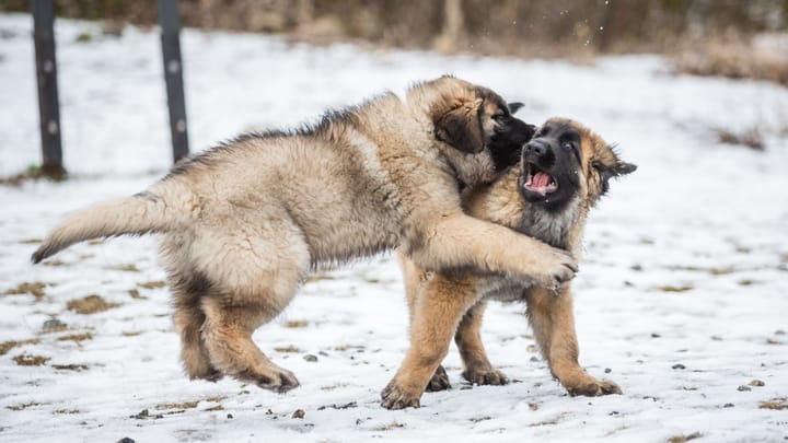 Photo : chien adulte de race Leonberger