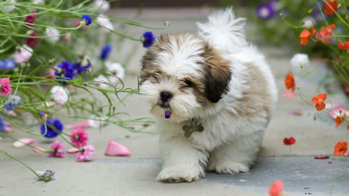 Foto: cane adulto di razza Lhasa Apso