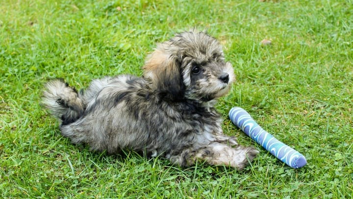 Foto: erwachsener Hund der Rasse Löwchen