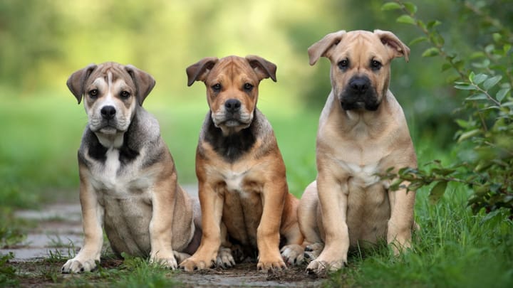 Zdjęcie: dorosły pies rasa Dog z Majorki (ca de bou)